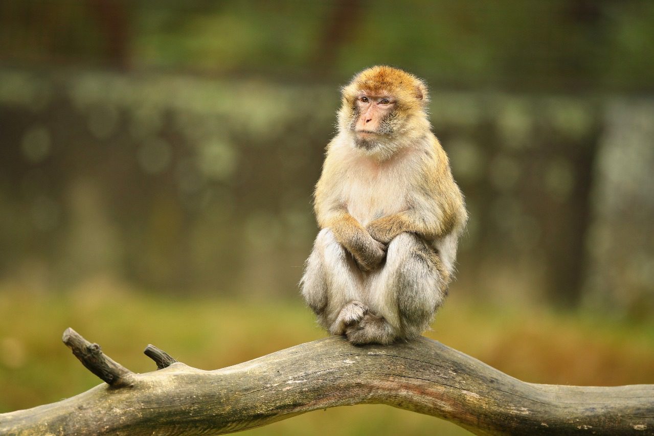 Monkey Jungle Sanctuary Tour near Puerto Plata